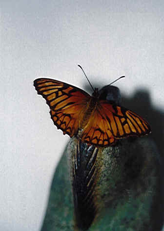 Foto por Zhèng chún: La Liberación de la Mariposa
