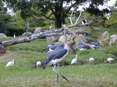 Descansando - Foto por Yin Zhi Shakya - Zoo de Miami, FL