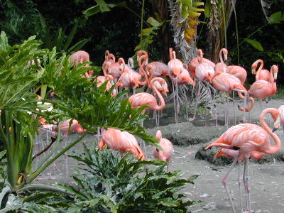 Flamingos en Miami - Foto por Yin Zhi Shakya - 13 de julio 03