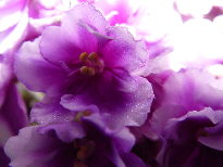 Violetas - Foto por Jorge de la Torre