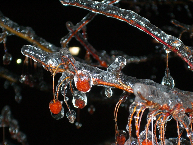 Fotografi�: Bill Eck - ��'Cerezos Congelados' - Invierno 2007