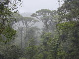 Bosque Lluvioso Tropical - Foto por Yin Zhi Shakya