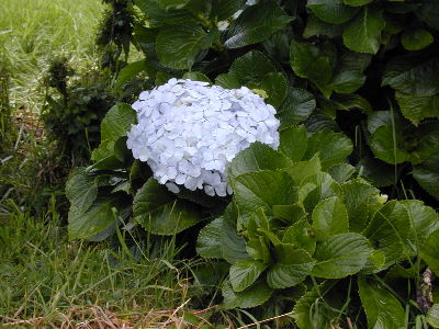 Flor: Hortensia - Foto por Yin Zhi Shakya