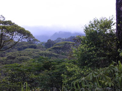 Bosque Tropical Lluvioso en Costa Rica - Foto por Yin Zhi Shakya